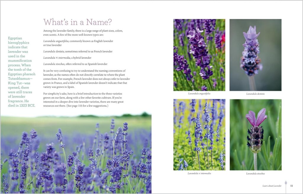 The Lavender Companion: Enjoy the Aroma, Flavor, and Health Benefits of This Classic Herb     Hardcover – May 28, 2024